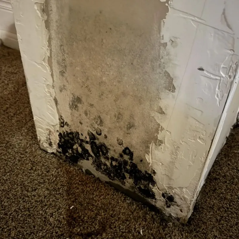 Professional Mold Removal in Montevallo, AL